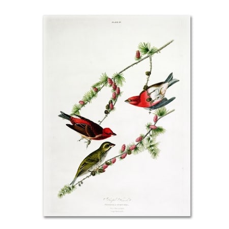 John James Audubon 'Purple Finch' Canvas Art,24x32